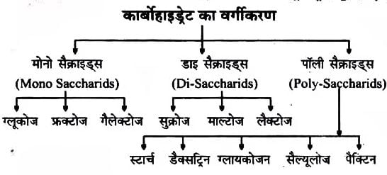 कार्बोहाइट्रेट का वर्गीकरण (Classification of carbohydrates)