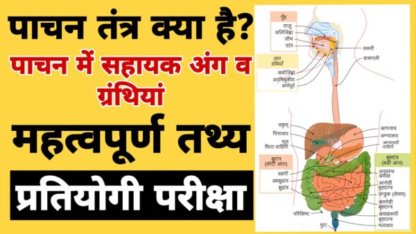 पाचन तंत्र क्या है? इसके अंग व ग्रंथियां
