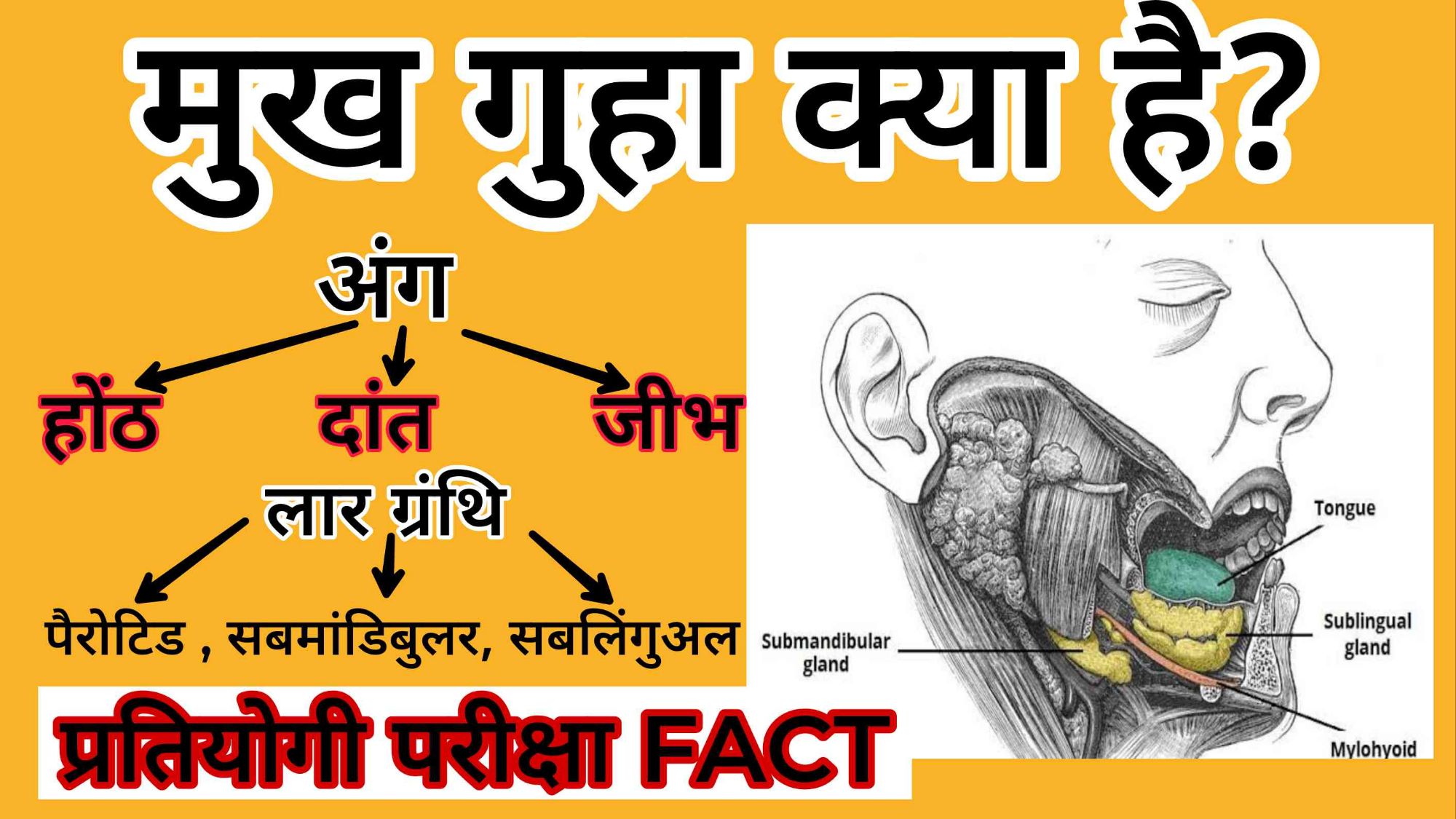 मुख गुहा क्या है