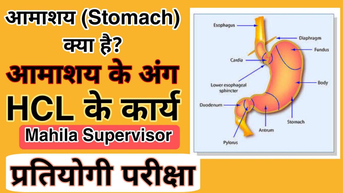 आमाशय (Stomach) क्या है