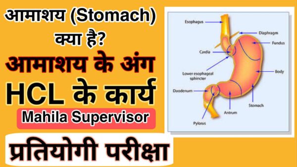 आमाशय (Stomach) क्या है? पाचन तंत्र में  आमाशय की भूमिका