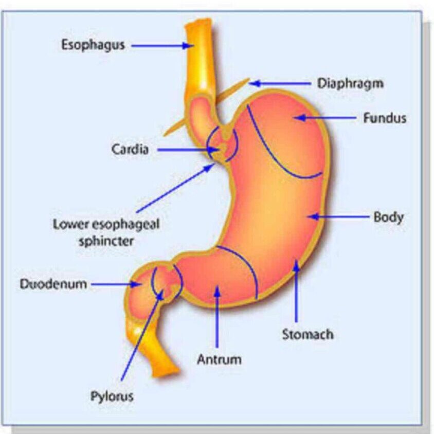 आमाशय (Stomach) क्या है