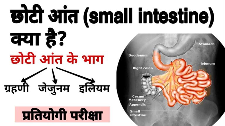 छोटी आंत (Small intestine) क्या है? पाचन तंत्र में छोटी आंत की भूमिका