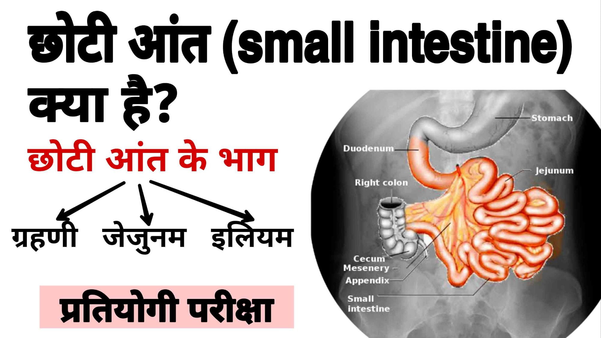 छोटी आंत (Small intestine) क्या है?