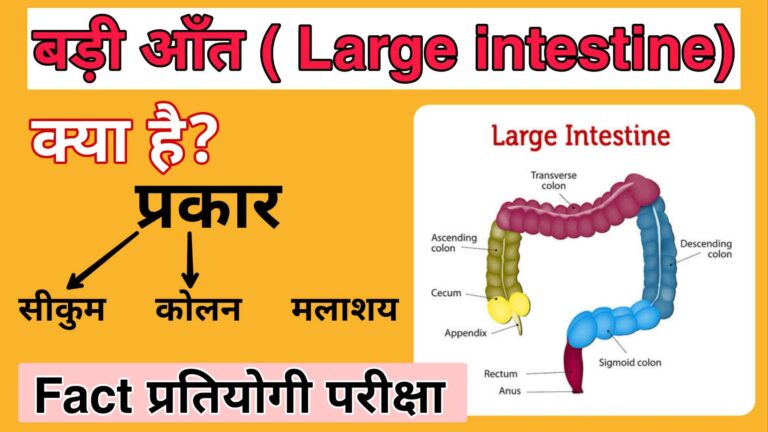 बड़ी आँत क्या है? पाचन तंत्र में भूमिका