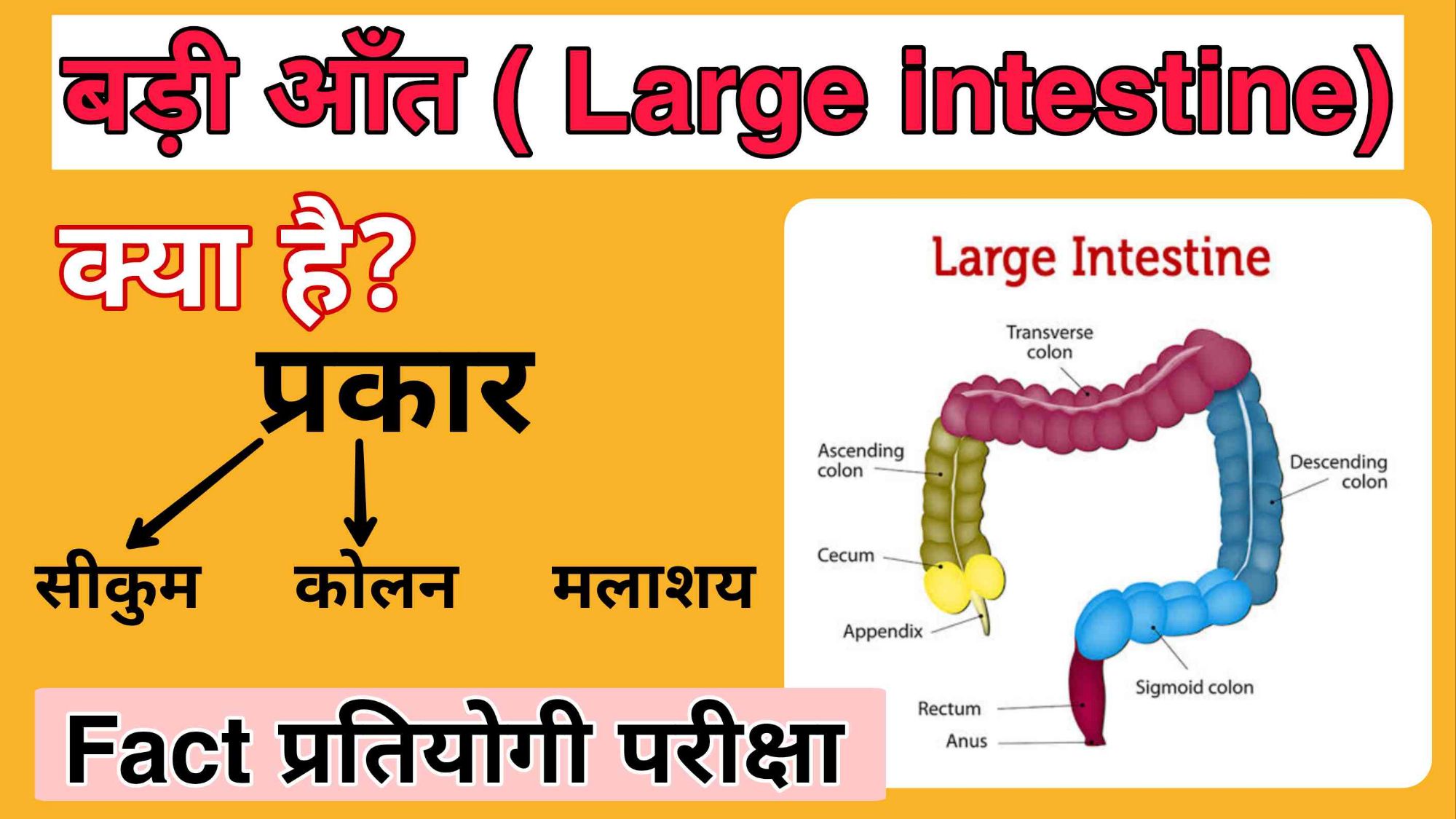 बड़ी आँत क्या है?